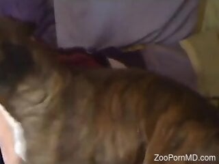 Brown dog is having zoo sex with a housewife