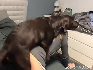 Brown dog is enjoying zoo sex inside the bedroom