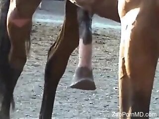 Horny male tapes the moment when his horse has an erection