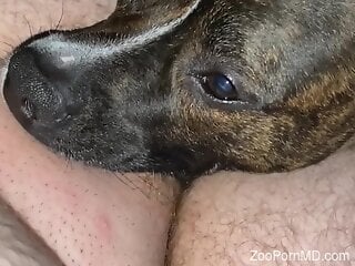Dog engulfs man's tasty dick in a sexy zoophilia attempt