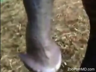 Horny woman grabs the horse's monster cock for insane pleasure