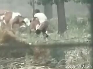 Amateur man filmed in outdoor scenes when he fucks animals
