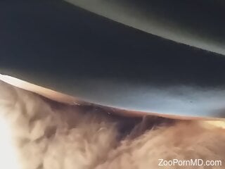 Aroused man bangs dog in the ass to fulfill his anal needs