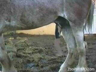 The horse's huge penis makes the horny man crave sex