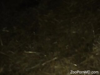 Amateur woman grabs the horse's cock for unique oral sensations