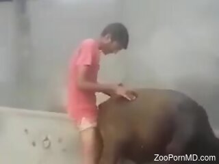 Man caught fucking a cow in the ass and pussy in public