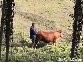 amateur man filmed in secret when he fist fucks the cow