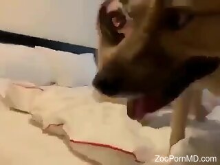Sexy slut sucks the dog's dick dry after she enjoys zoo sex
