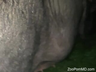 Zoophile humps an animal with his hard shaft