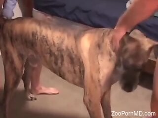 Brown dog is enduring doggy-style zoo sex