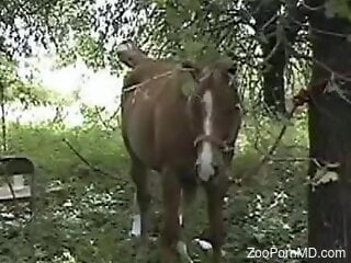 Zoophile gladly starts zoo sex with a horse