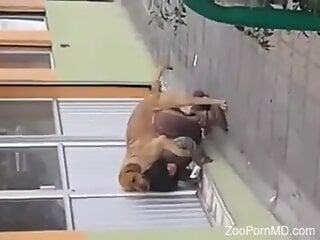 Doggy-style zoo sex with a horny dog in the street