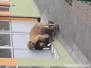 Doggy-style zoo sex with a horny dog in the street