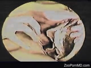 Close-up view at a very lecherous zoo porn