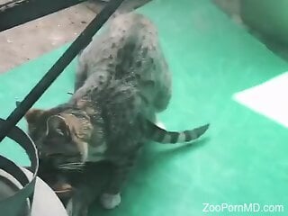 Two horny cats are caught having kinky zoo sex
