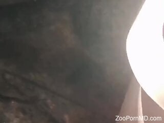 Two horny cats are caught having kinky zoo sex