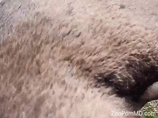 Zoophile is having bestiality blowjob outdoors