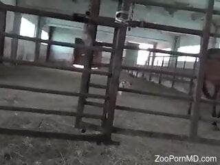Black horse is having zoo sex with a slutty bitch