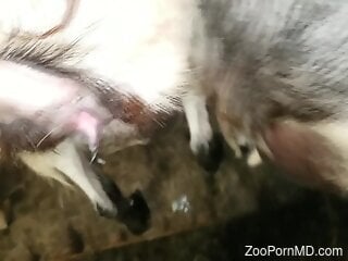 Zoophile is ready to shove his dick inside the hole