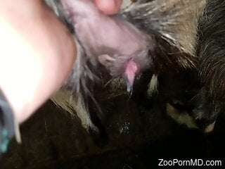 Zoophile is ready to shove his dick inside the hole