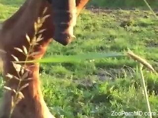 Hot zoo porn exposes big horse with a massive shaft