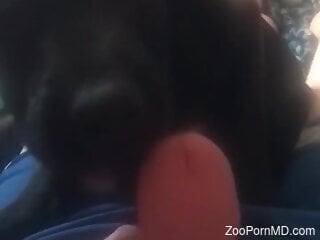 Zoophile is about to get his cock sucked by the dog