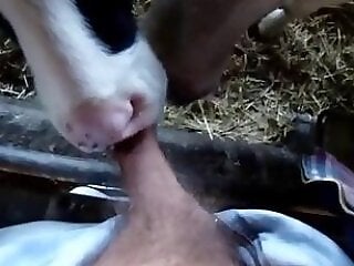 Horse Porn Tube