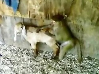 Zoo porno and bestiality