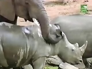 Horse Porn Tube