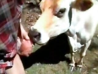 Free bestiality and zoophilia porn