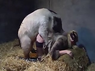 XXX bestiality zoo porn