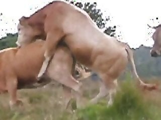 Zoo porno and bestiality