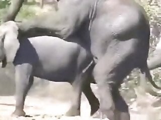Free zoo porn tube