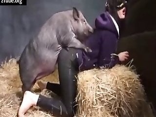 Animal porn and bestiality
