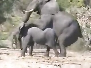 Zoo porno and bestiality